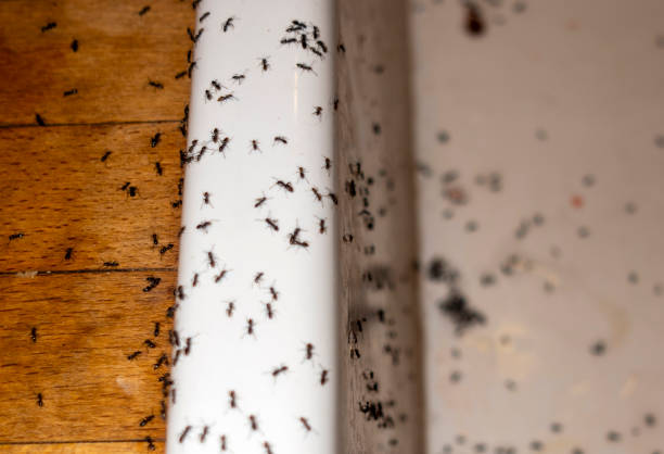 Best Pest Control Near Me  in Centrevle, IL