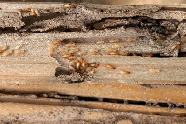 Best Cockroach Control Services  in Centrevle, IL